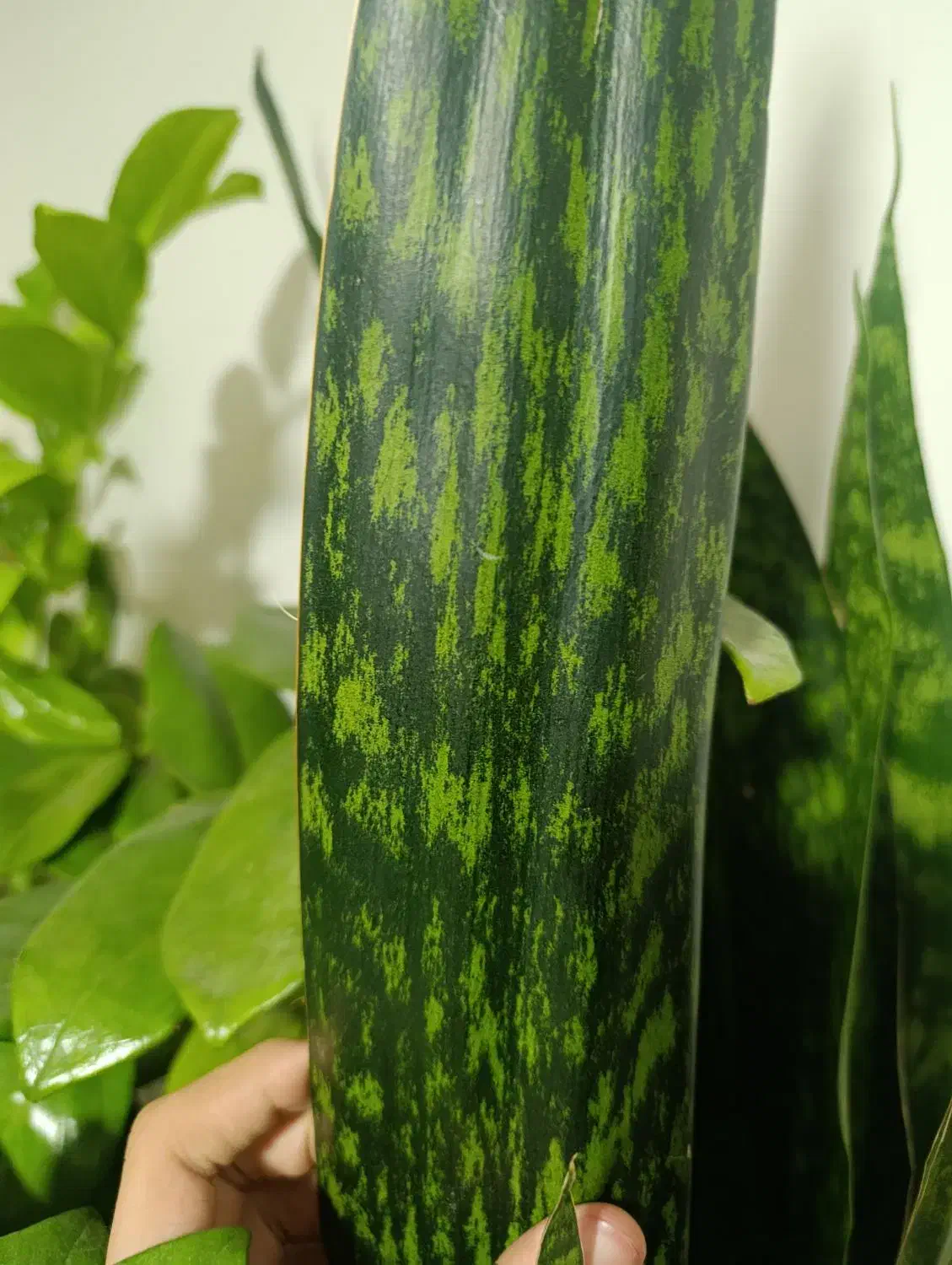 گل سانسوریا پوست ماری اصیل سایز بزرگ|گل و گیاه طبیعی|تهران, حشمتیه|دیوار