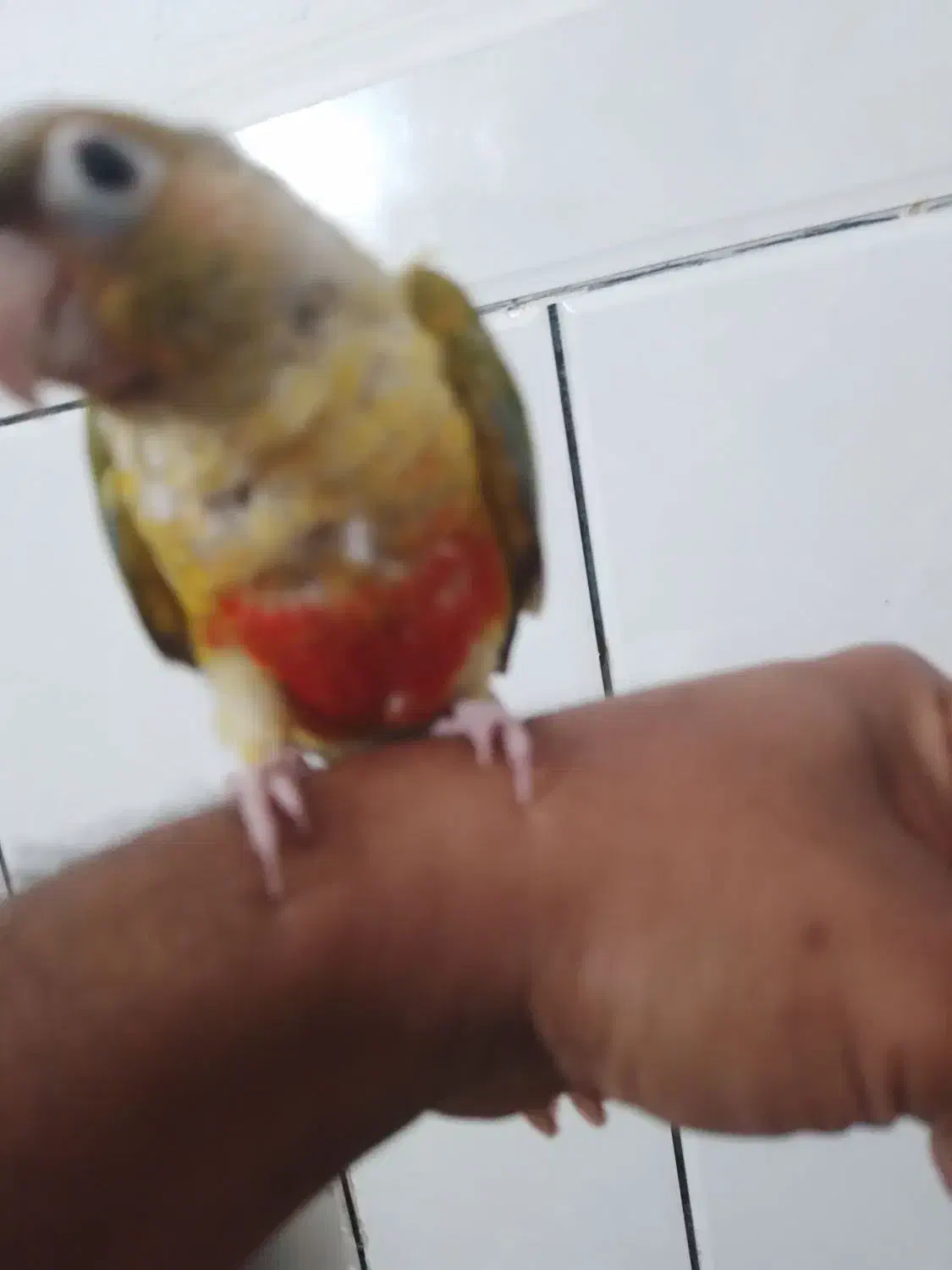 گرینچک|پرنده|بندرعباس, |دیوار