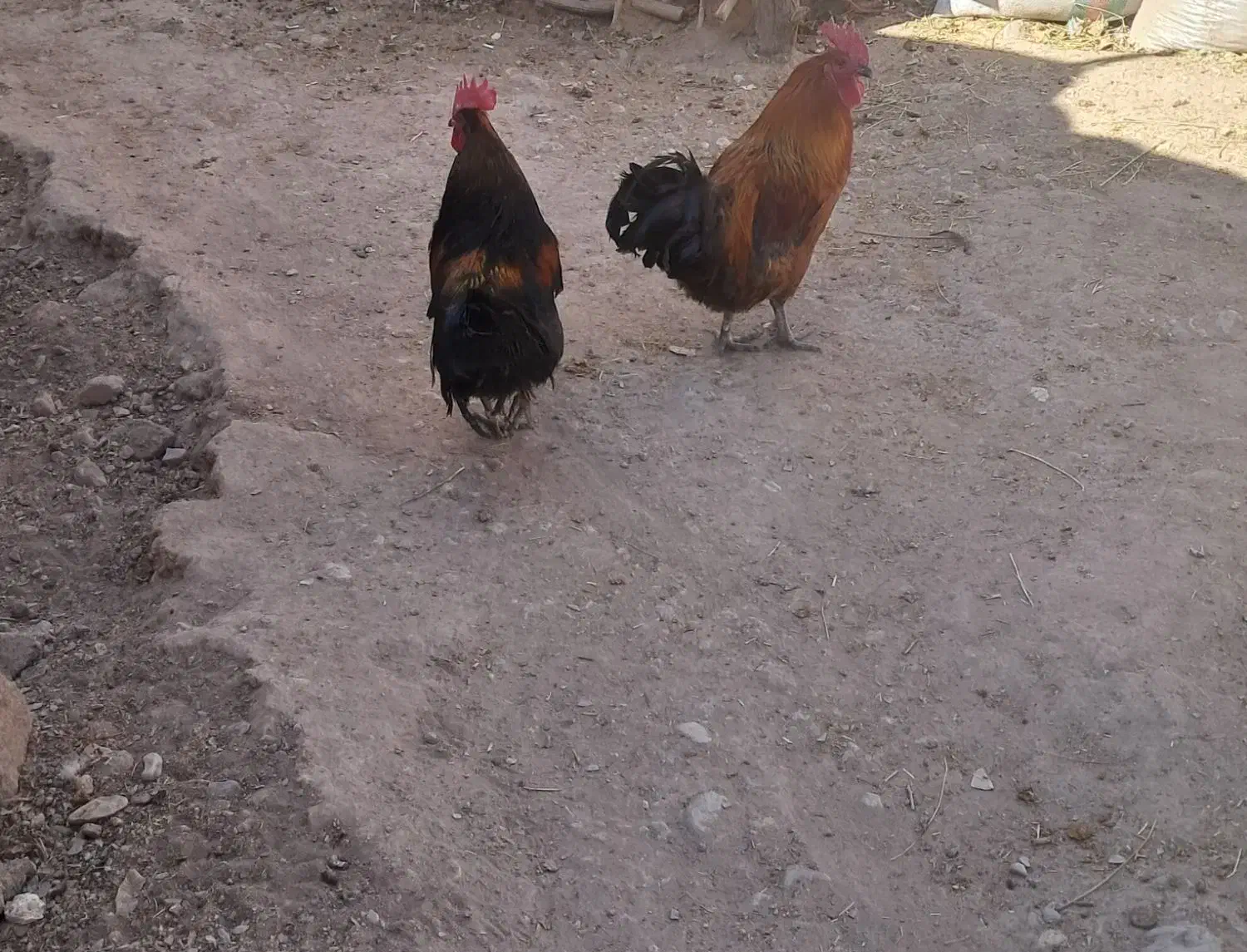 خروس محلی|حیوانات مزرعه|بردسیر, |دیوار