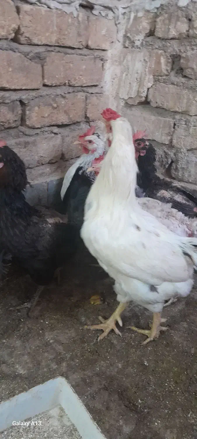 خروس گلین|حیوانات مزرعه|کهک, |دیوار