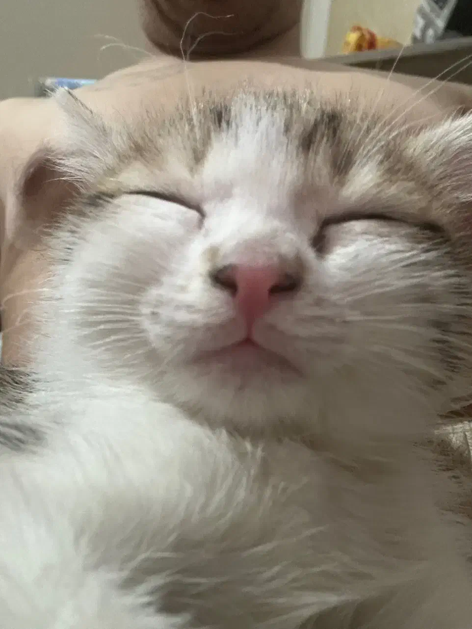 بچه گربه|گربه|قم, وادی السلام|دیوار