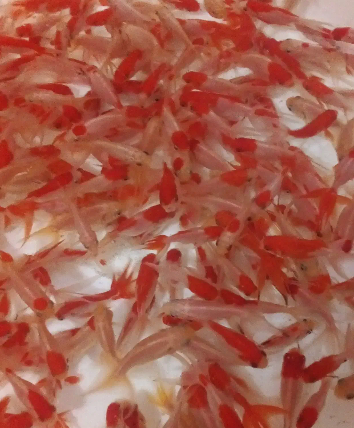 انواع ماهی قرمزگلفیش تلسکوپی عید ارسال همه شهرها|ماهی|رشت, بیجارپس|دیوار