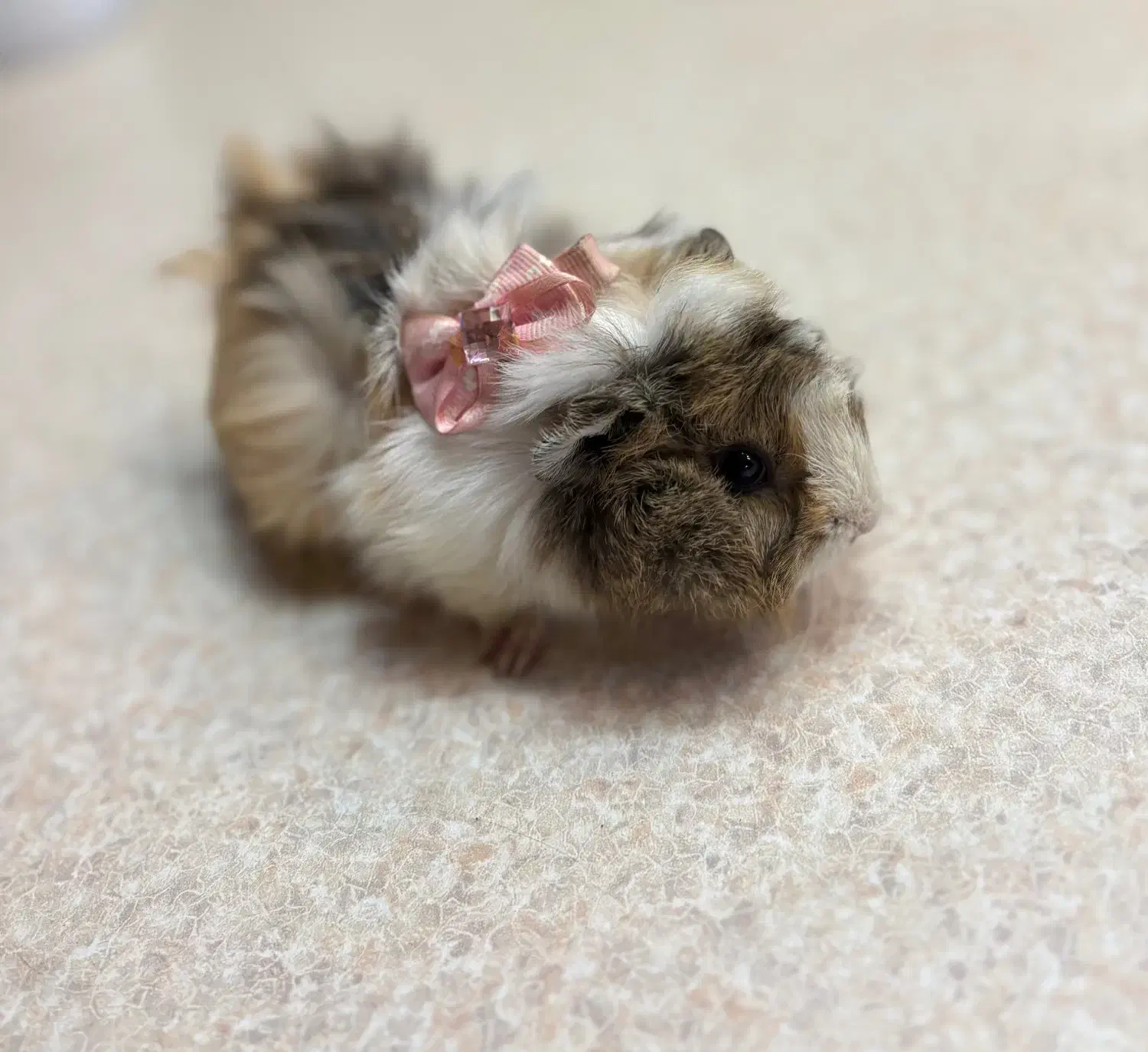 خوکچه هندی ناز و دستی|موش و خرگوش|تهران, فلسطین (میدان انقلاب)|دیوار