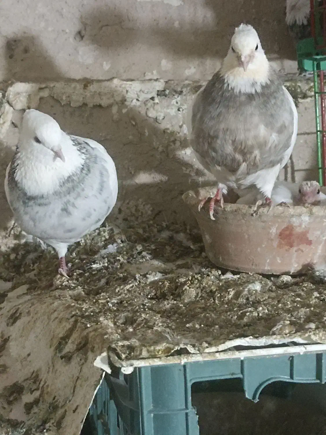 کبوتر طوقی|پرنده|سنقر, |دیوار