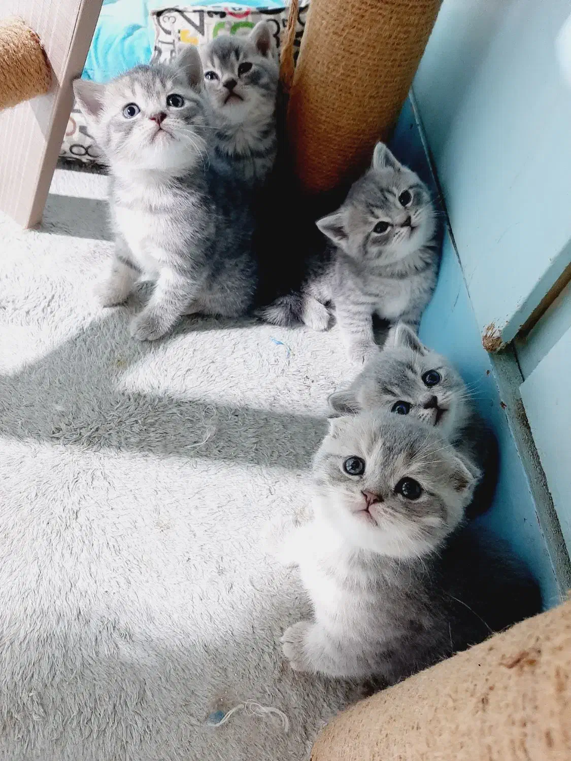 بچه گربه های اسکاتیش و بریتیش|گربه|اهواز, کیانپارس |دیوار