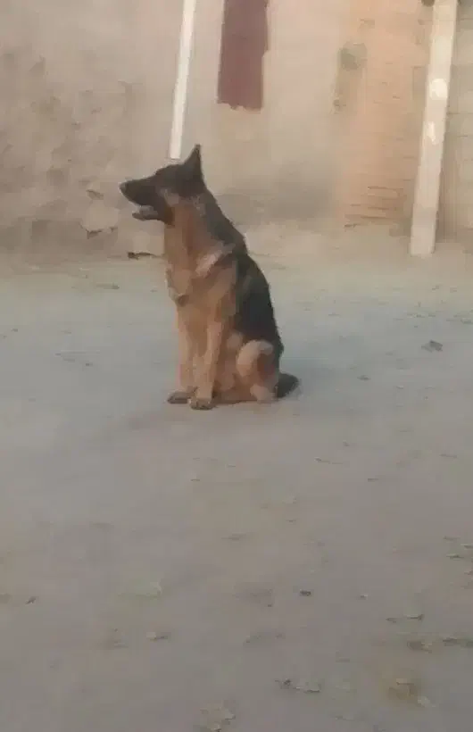 واگذاری سگ ژرمن|سگ|شازند, |دیوار