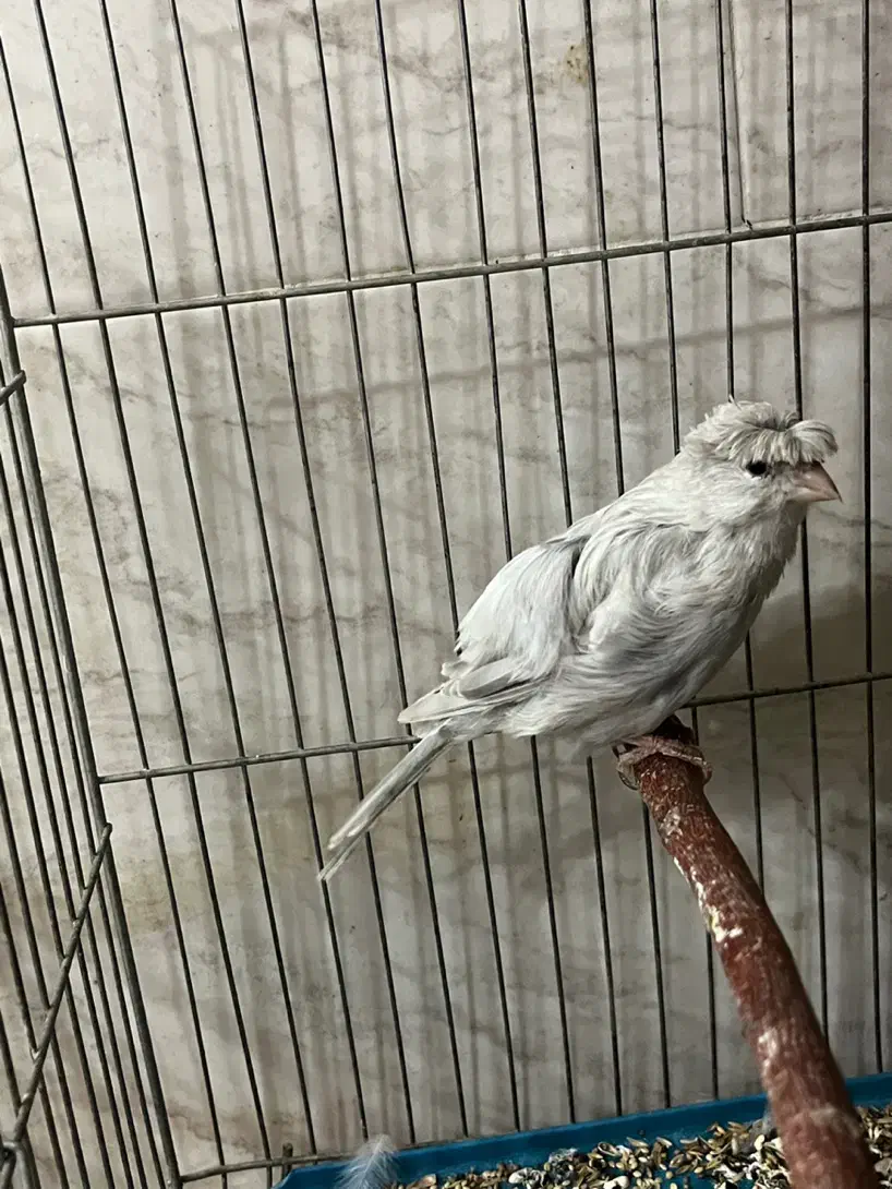 قناری نر نقره ای رنگ خاص|پرنده|کرمان, |دیوار