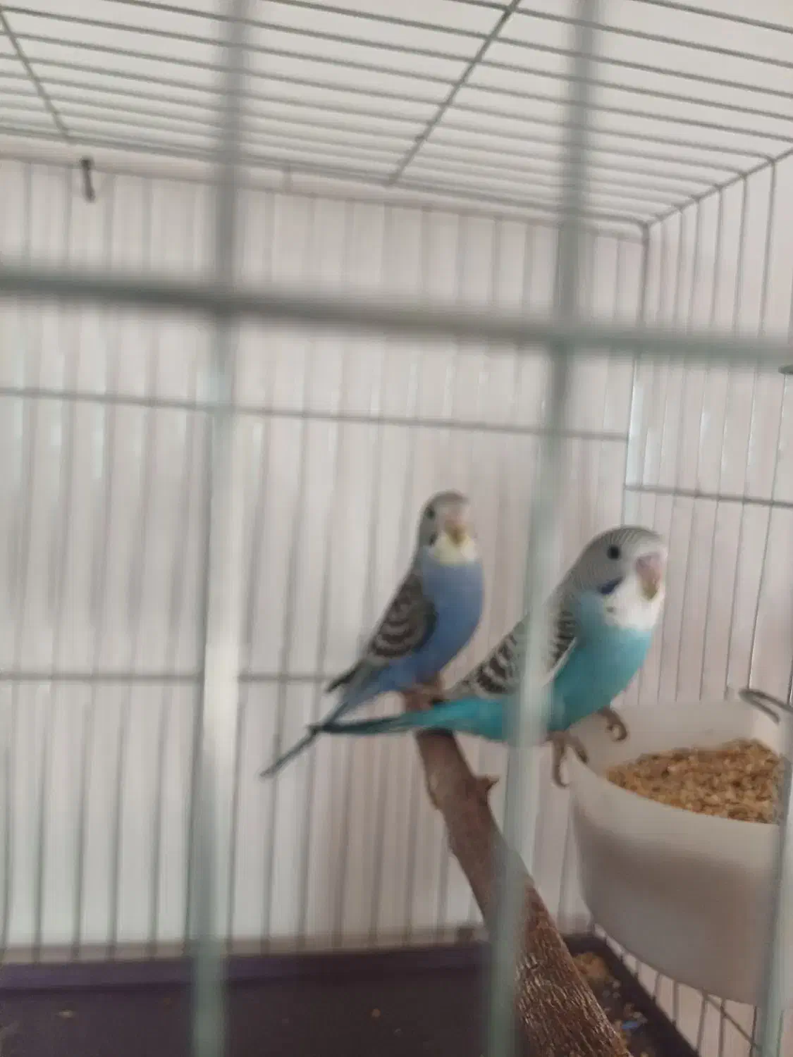 مرغ عشق|پرنده|یزدان شهر, |دیوار