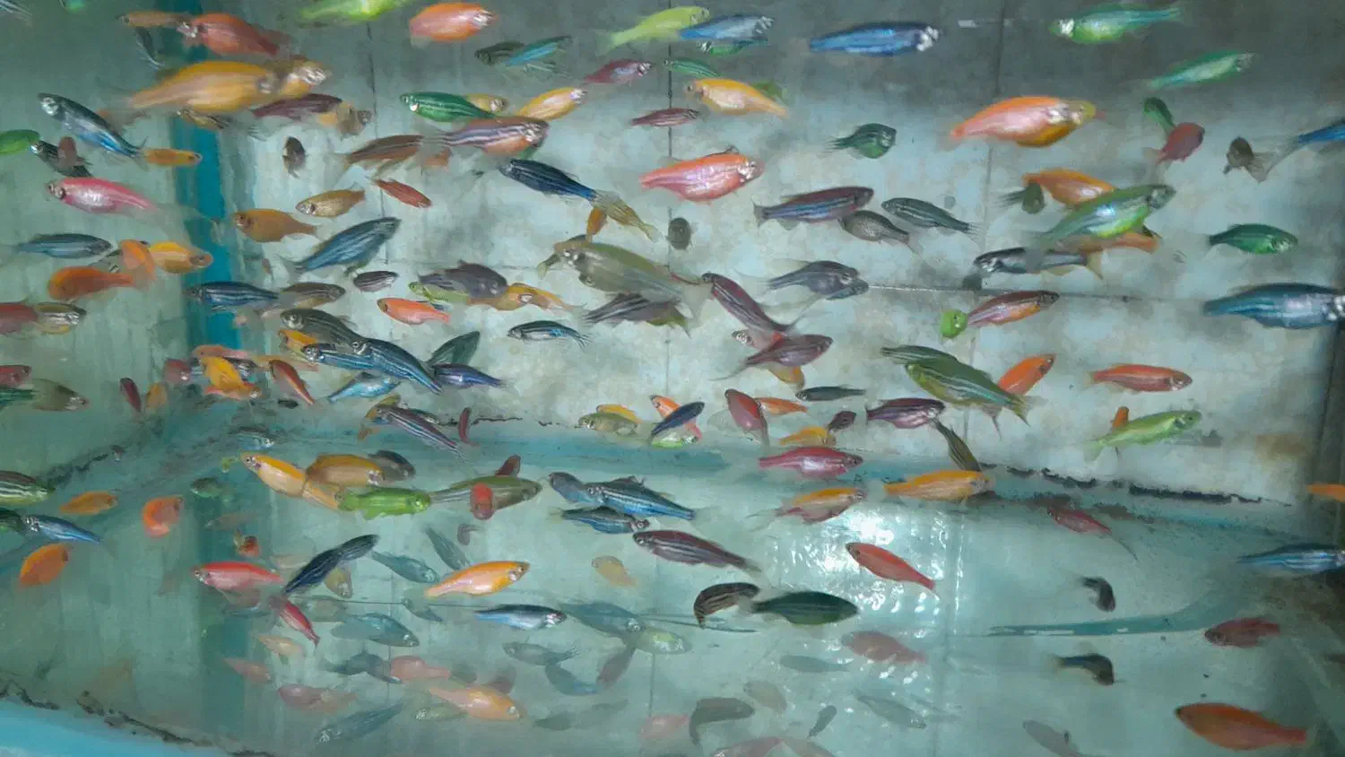 ماهی|ماهی|تهران, مینای شمالی (مخبر)|دیوار