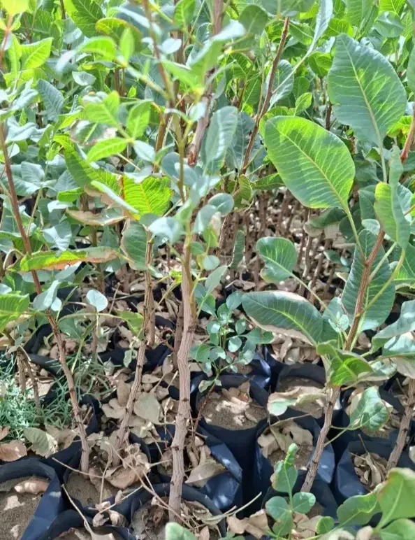 درخت پسته پیوندی وغیرپیوندی یه ساله دوساله سه ساله|گل و گیاه طبیعی|حسن آباد, |دیوار