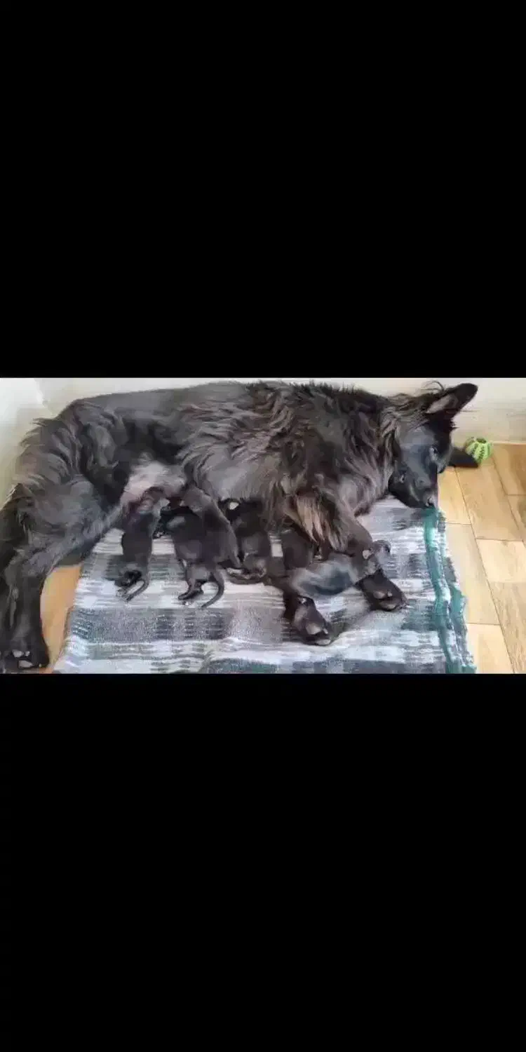 ماده دوسال و نیمه|سگ|ری, علایین|دیوار