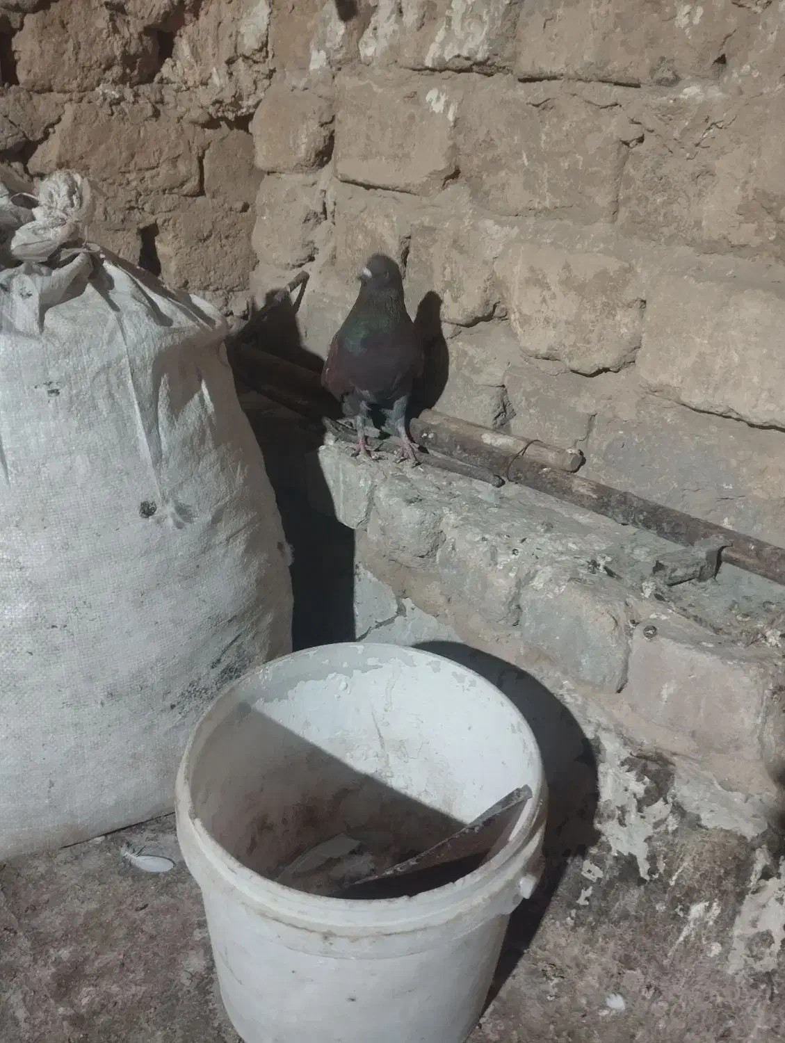 کبوترگرفتنی|پرنده|قم, نیروگاه|دیوار