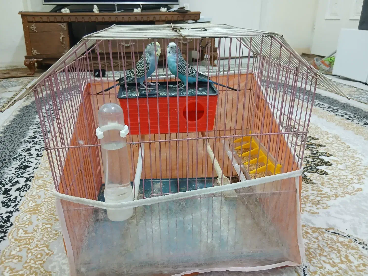 یک جفت مرغ عشق|پرنده|تهران, مسعودیه|دیوار