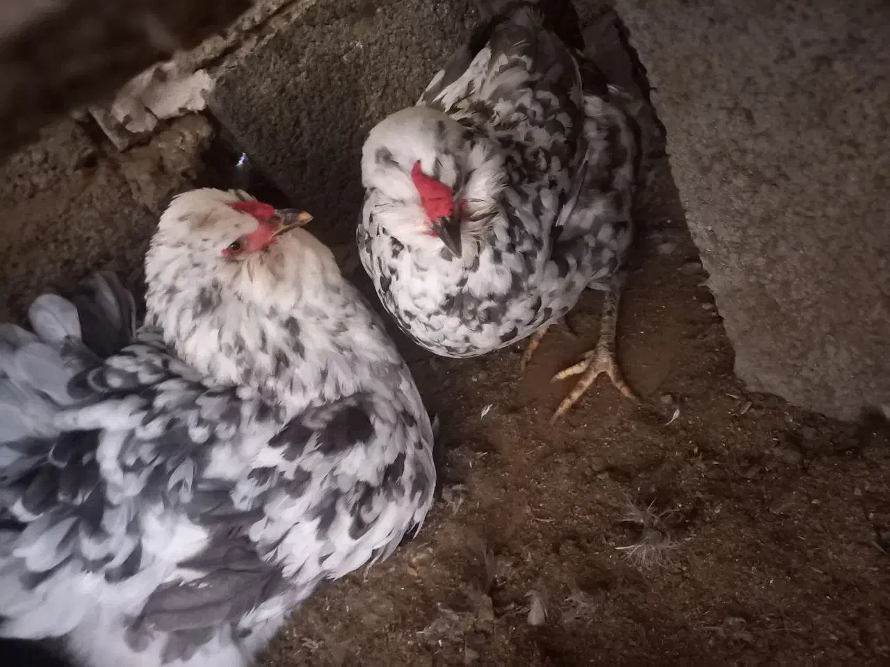 دوعدد مرغ کرچ گلین طوسی ریشو پنگوئنی چهل تاج|حیوانات مزرعه|بهنمیر, |دیوار