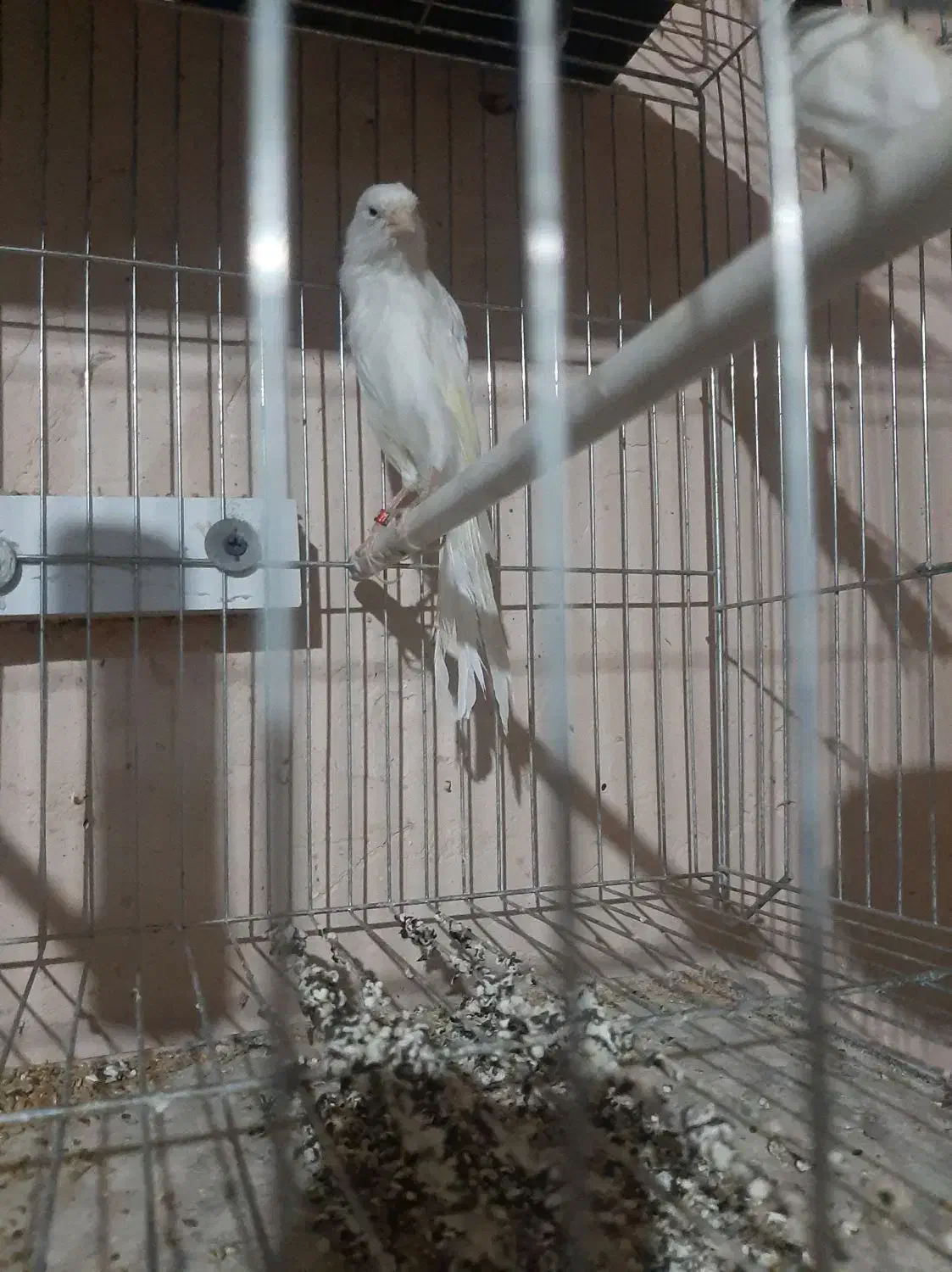 قناری رسمی بلند ماده|پرنده|تبریز, |دیوار