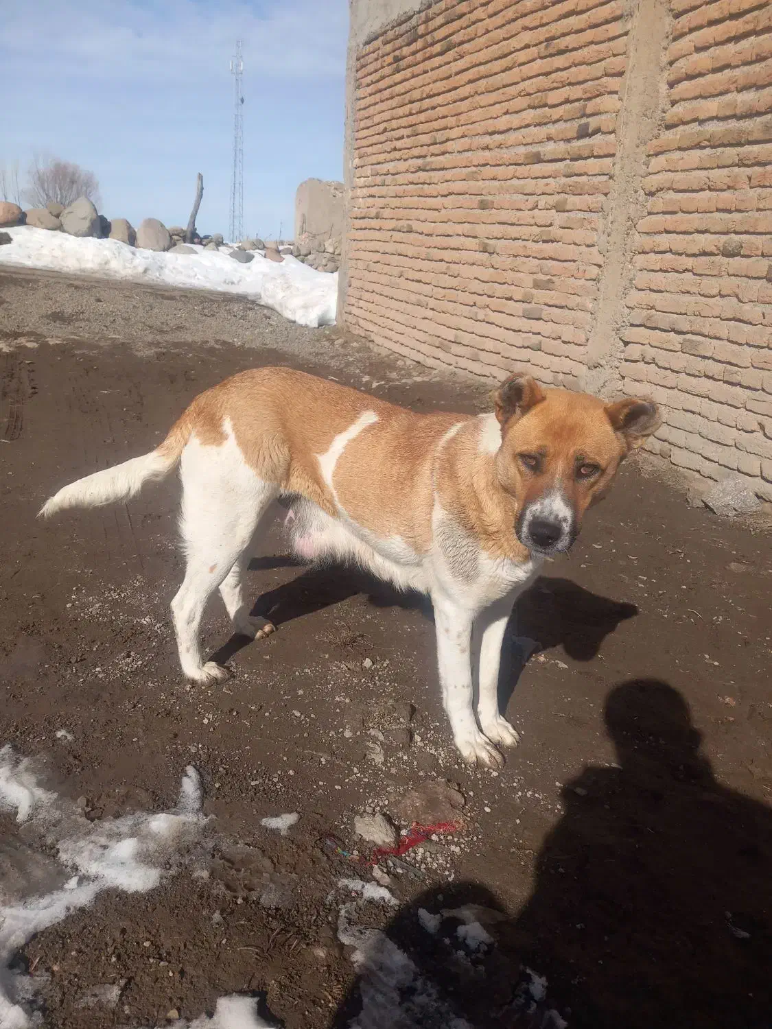 سگ نگهبان|سگ|اردبیل, |دیوار