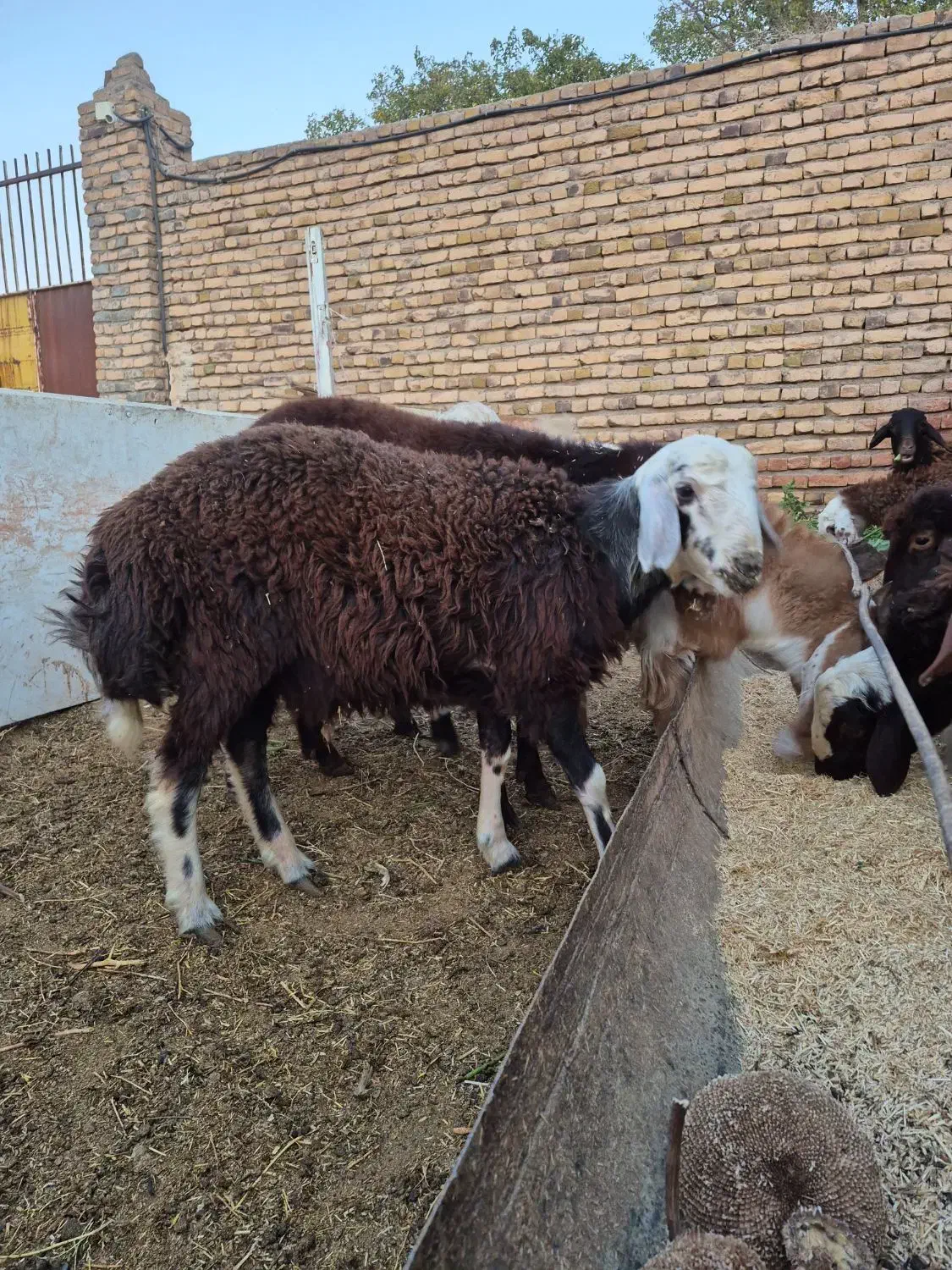 بره قوچ|حیوانات مزرعه|رشتخوار, |دیوار