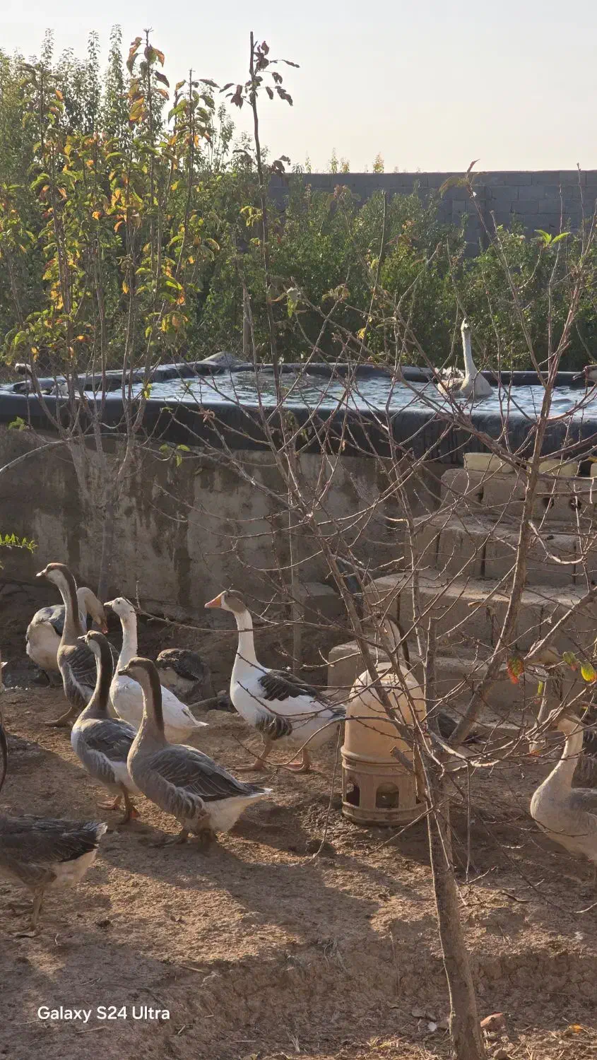 قو غاز اردک بومی و اردک لال فروش فوری بعلت حابجایی|حیوانات مزرعه|برخوار, |دیوار