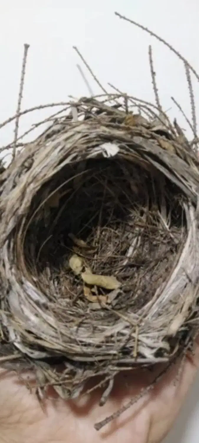 پرنده|پرنده|اهواز, کوی شاهد|دیوار