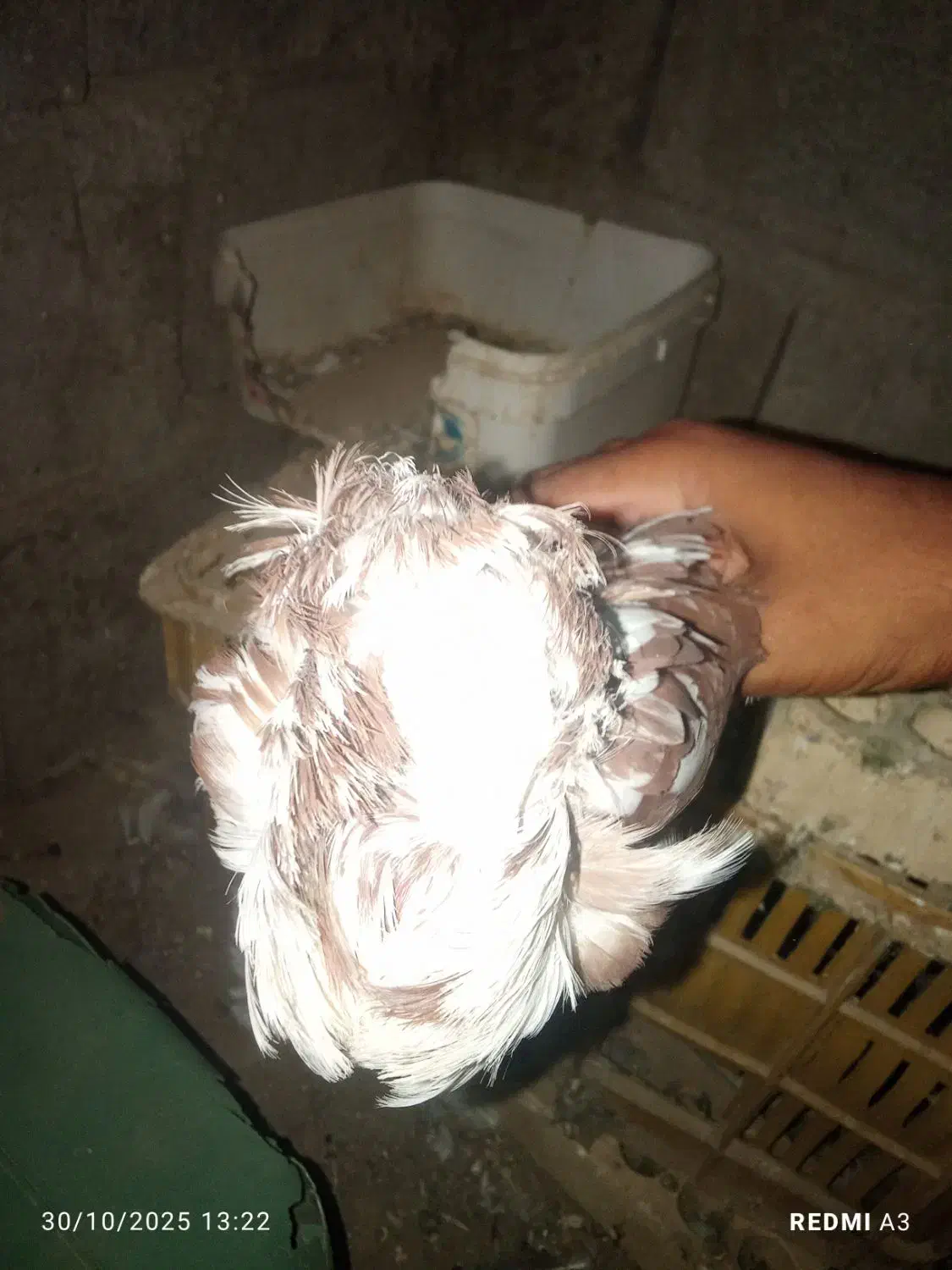 کفتر|پرنده|آسمینون, |دیوار