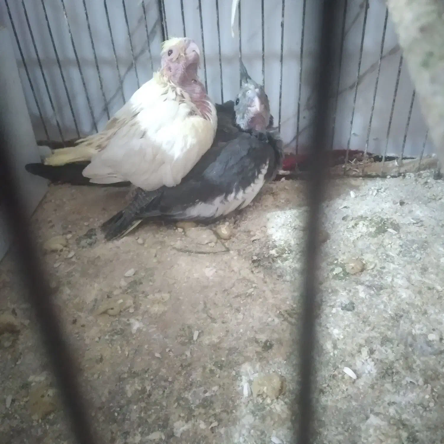 فروش عروس هلندی ب علت مهاجرت|پرنده|بندر ماهشهر, |دیوار