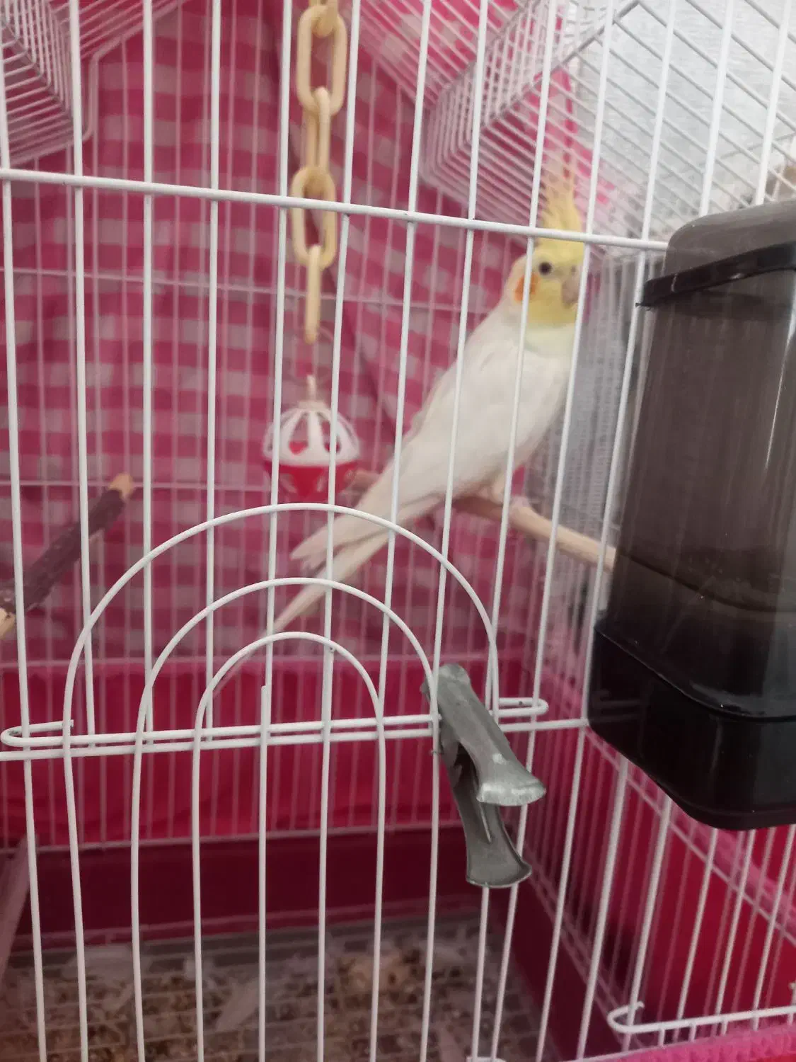 فروش عروس هلندی|پرنده|قم, شاه سید علی|دیوار