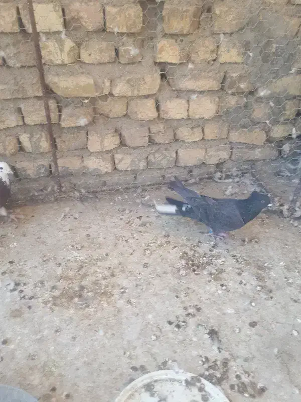 ماده دم گیر|پرنده|برخوار, |دیوار