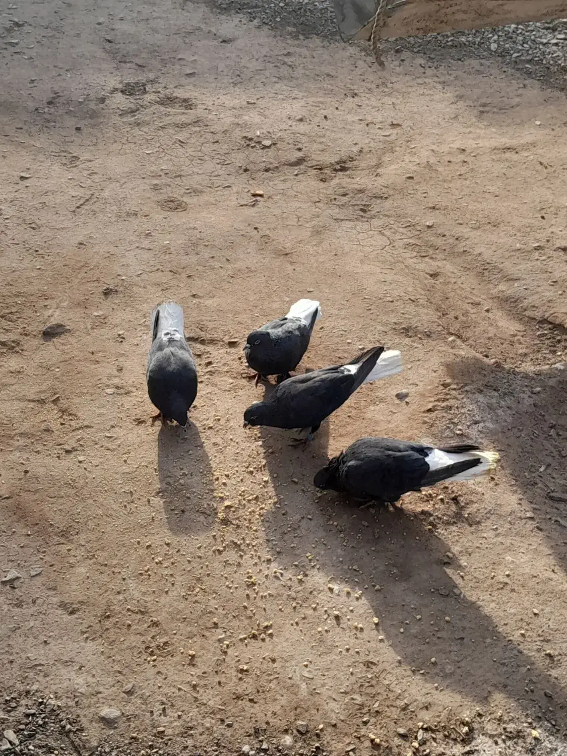 کفتر|پرنده|زرند, |دیوار