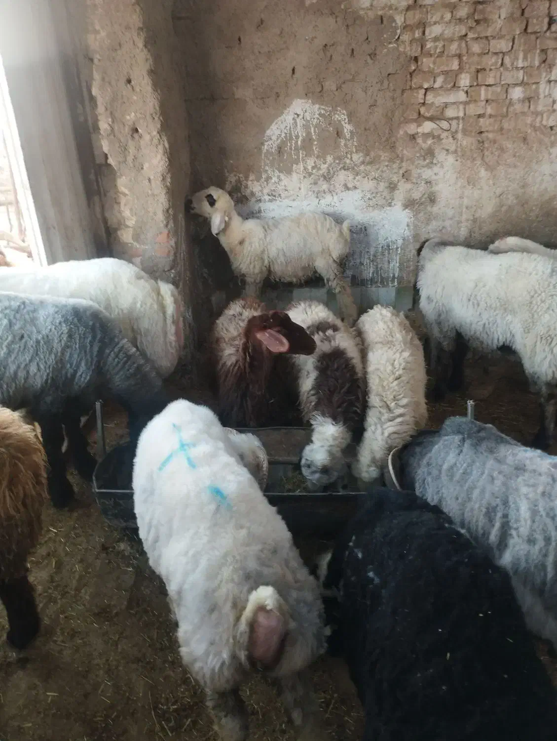 بره سبک نرو ماده|حیوانات مزرعه|یزد, |دیوار