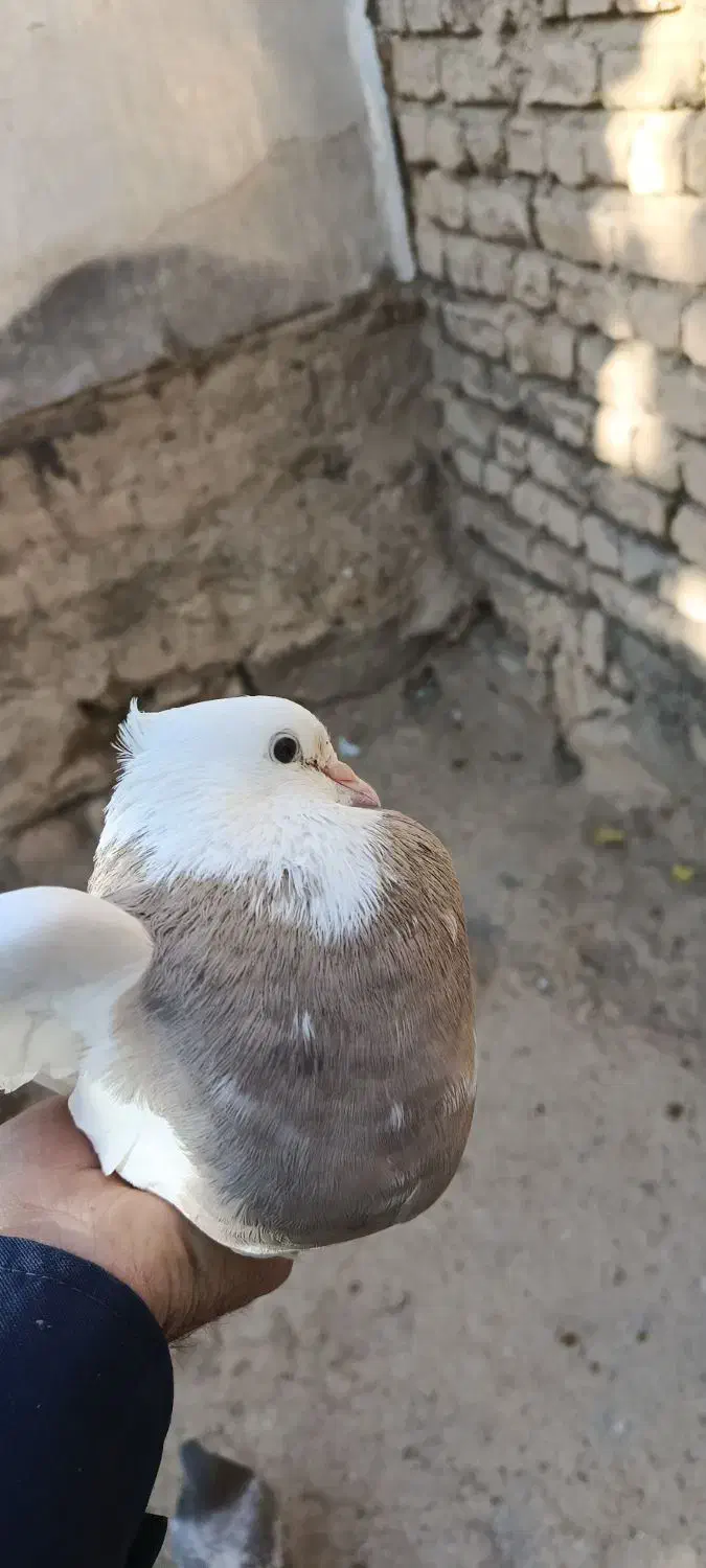 کبوتر طوقی  نر|پرنده|داران, |دیوار