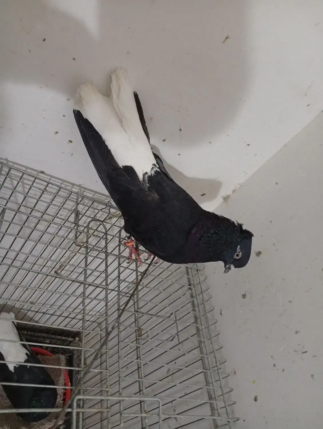 پرنده|پرنده|خرم‌آباد, |دیوار