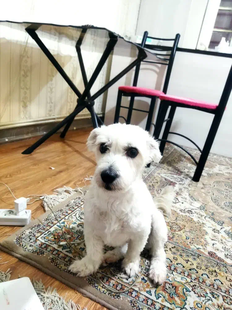 سگ شیتزو گم شده|حیوانات|کرج, شیخ آباد|دیوار