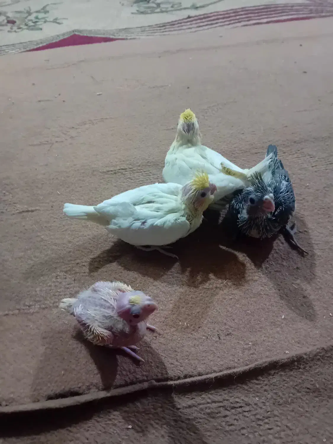 جوجه عروس هلندی|پرنده|مسجد سلیمان, |دیوار