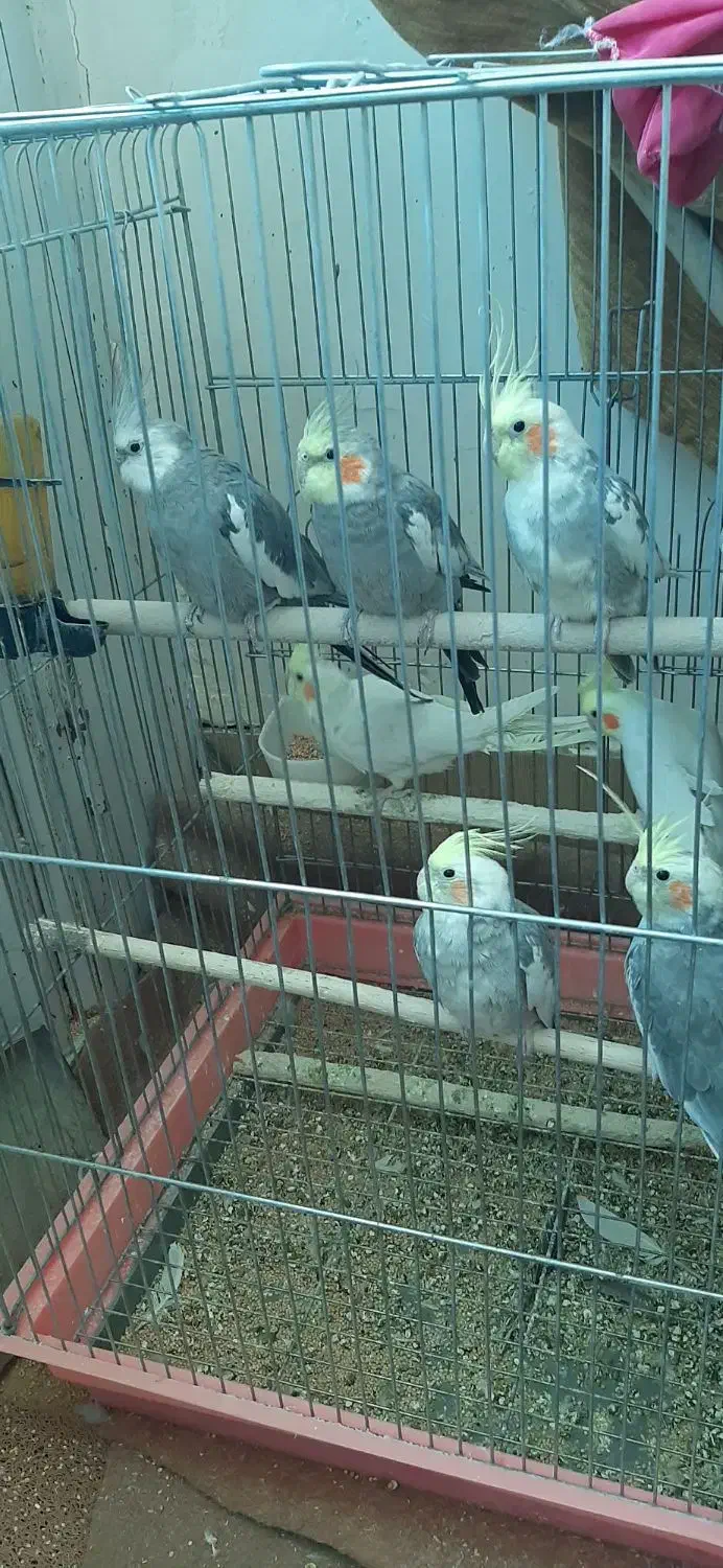 عروس هلندی|پرنده|نوشین شهر, |دیوار