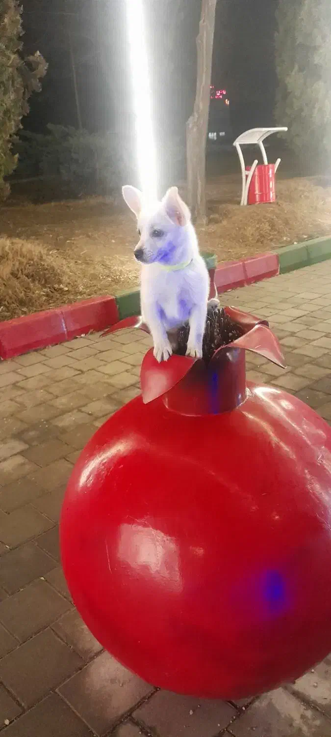 سگ خانگی|سگ|اردبیل, |دیوار