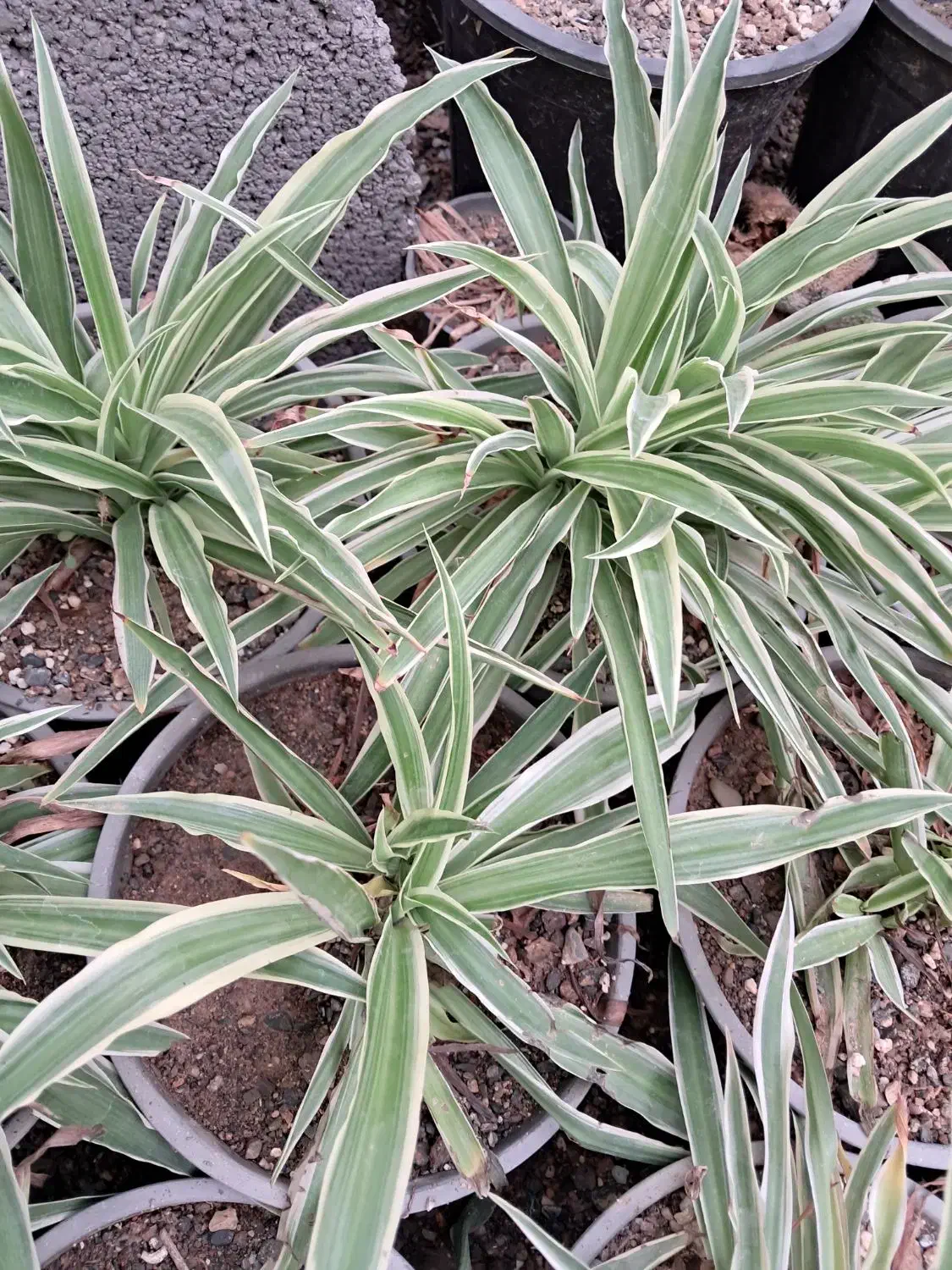 ۱۰ عدد گندمی ۳۰۰ تومن|گل و گیاه طبیعی|تربت جام, میان جام|دیوار