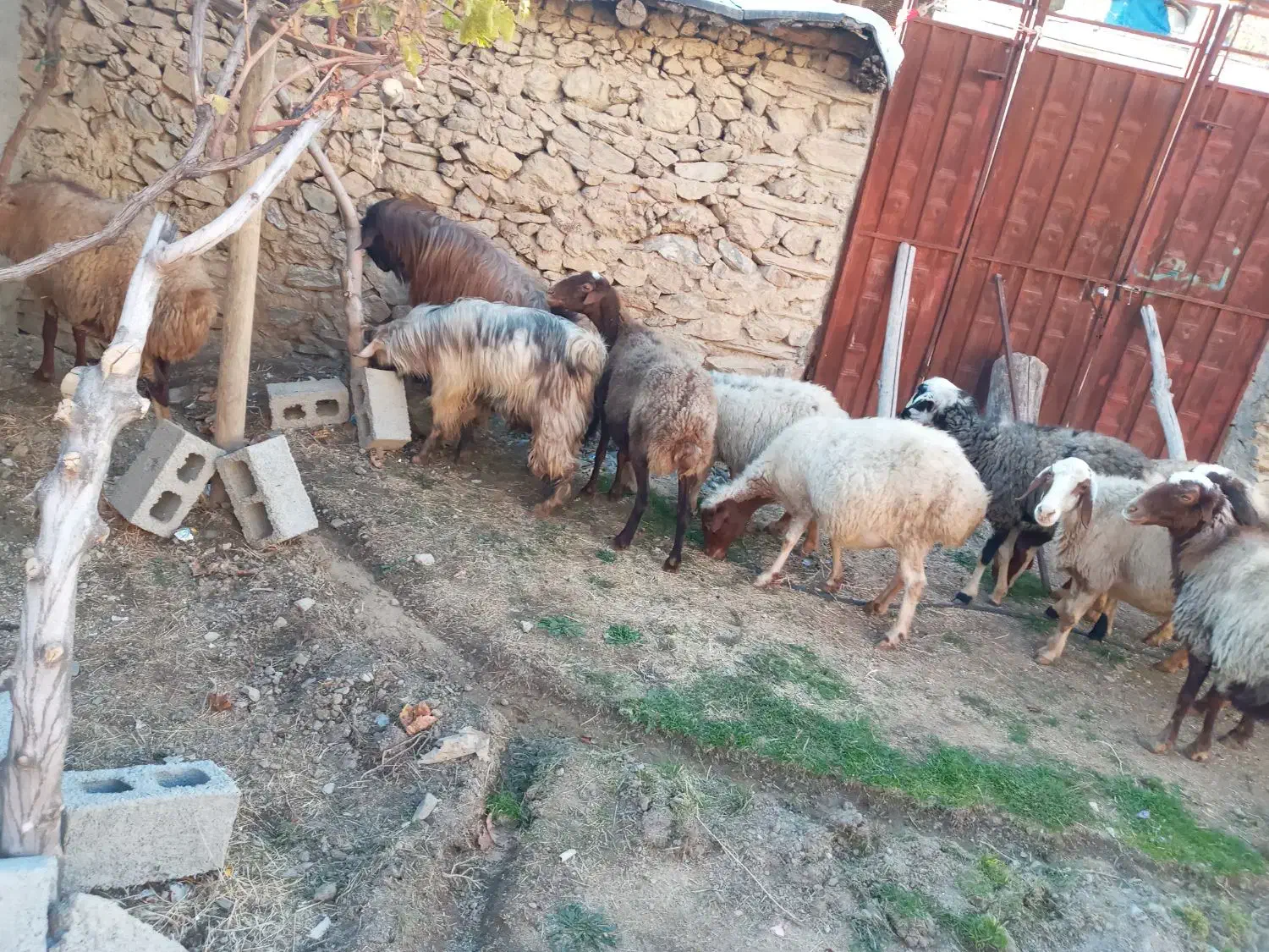 ۱۰ راس گوسفند شیره دار و ۲ راس خرت شیره دار|حیوانات مزرعه|مریوان, |دیوار
