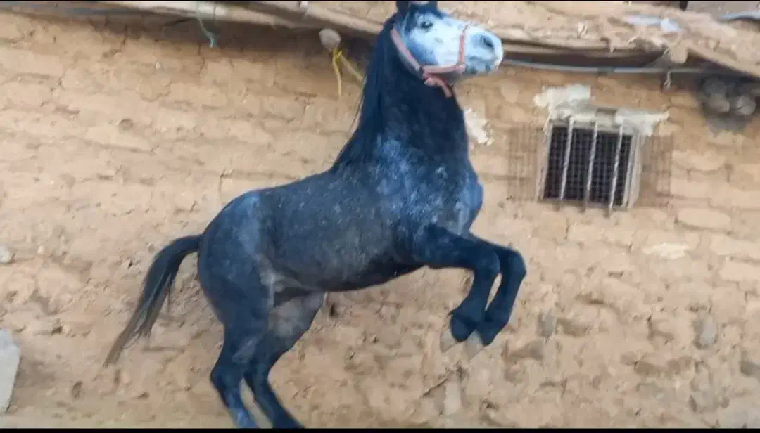 خریدو فروش اسب پالونی|اسب و تجهیزات اسبسواری|ثلاث باباجانی, |دیوار