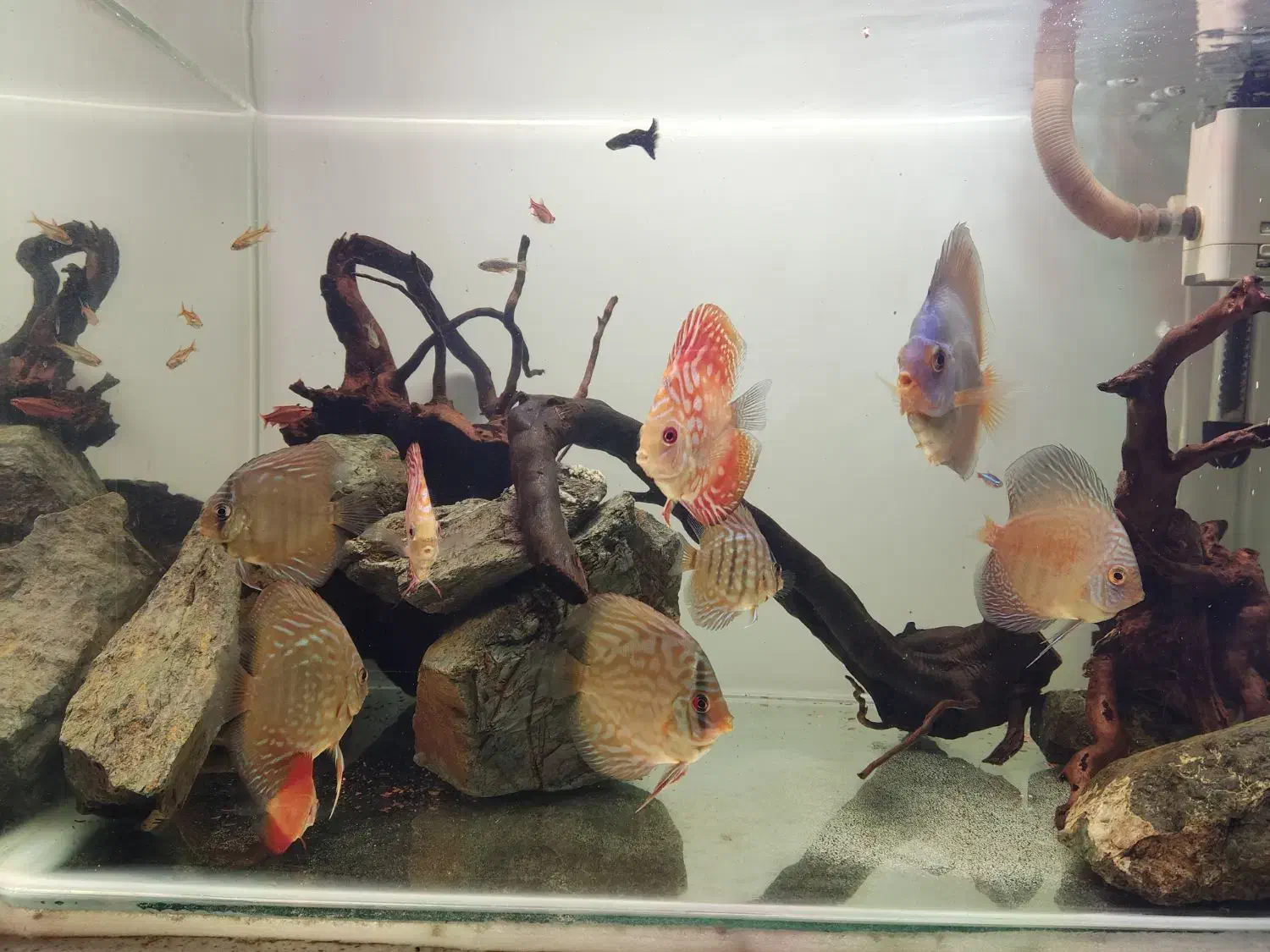 اکواریوم دیسکس|ماهی|کرمان, |دیوار