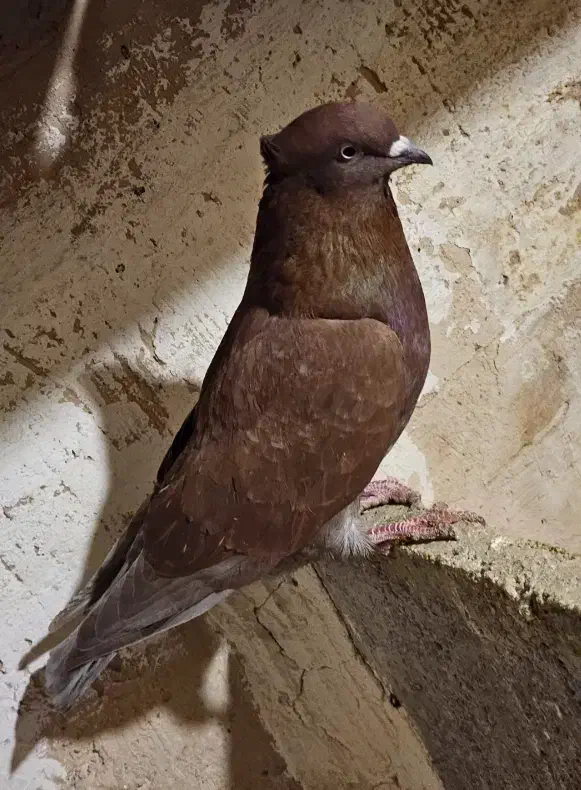 کفتر، جفت زاغ مهر ، سرخ نر ،زاغ آبادانی|پرنده|فشاپویه, |دیوار