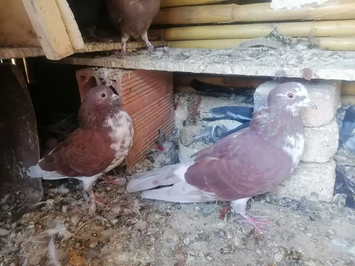 کبوتر|پرنده|فاضل آباد, |دیوار