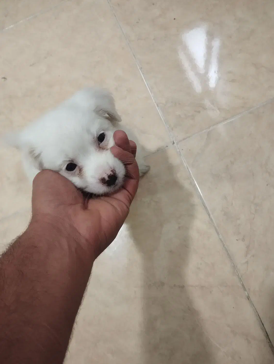 پامر روباهی|سگ|کرج, شهرک امیر المومنین|دیوار