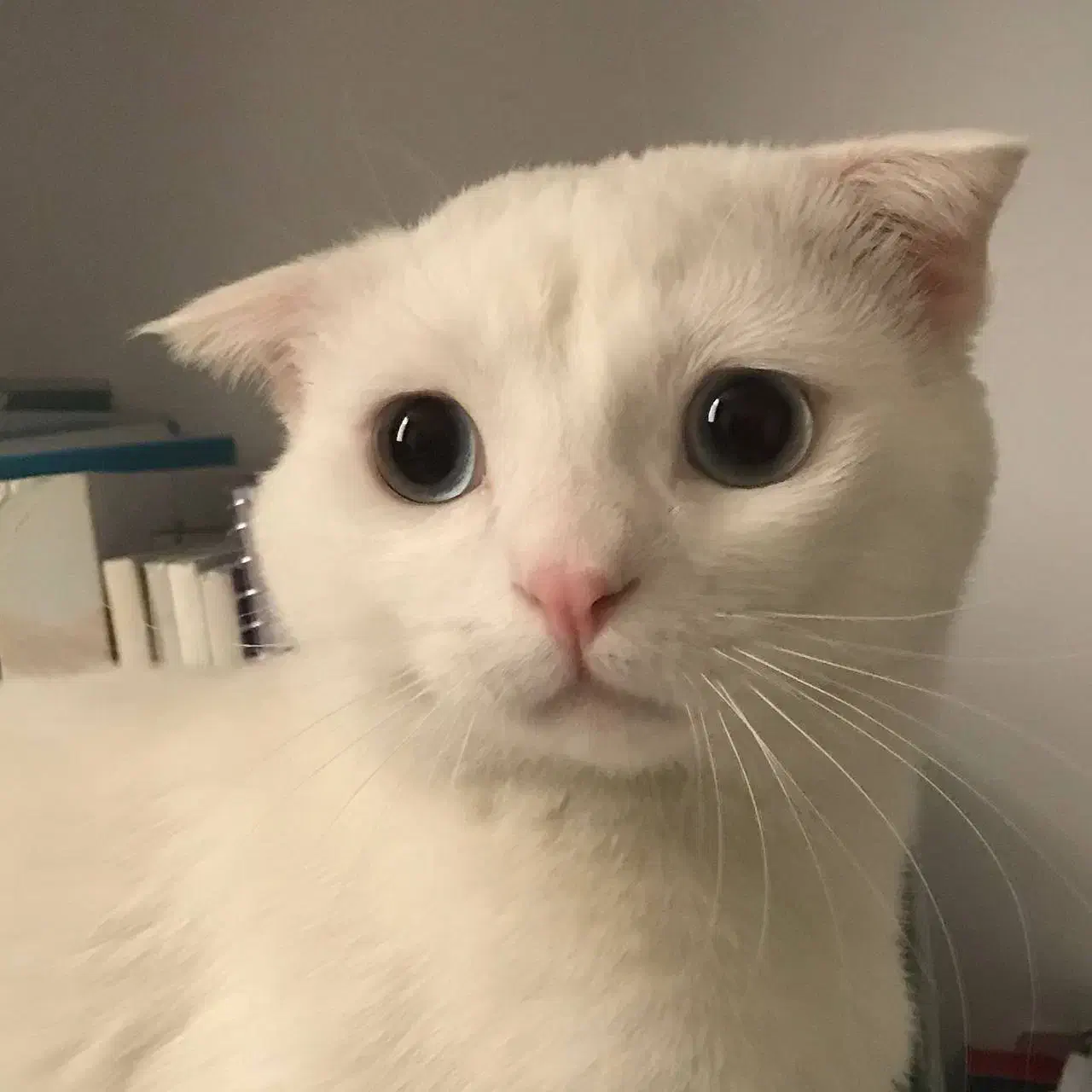 گربه|گربه|تهران, ستارخان|دیوار