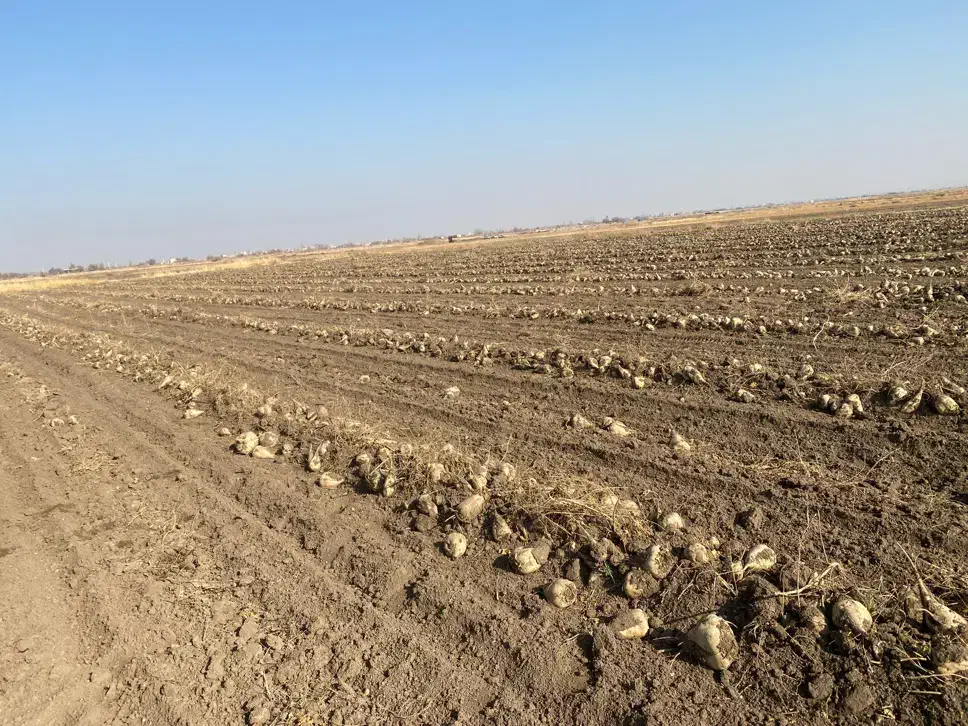 چغندر قند|خدمات باغبانی و درختکاری|بکتاش, |دیوار