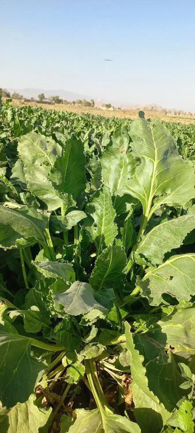 فروش چغندر ولایتی مخصوص دام|لوازم جانبی حیوانات|زاوه, |دیوار