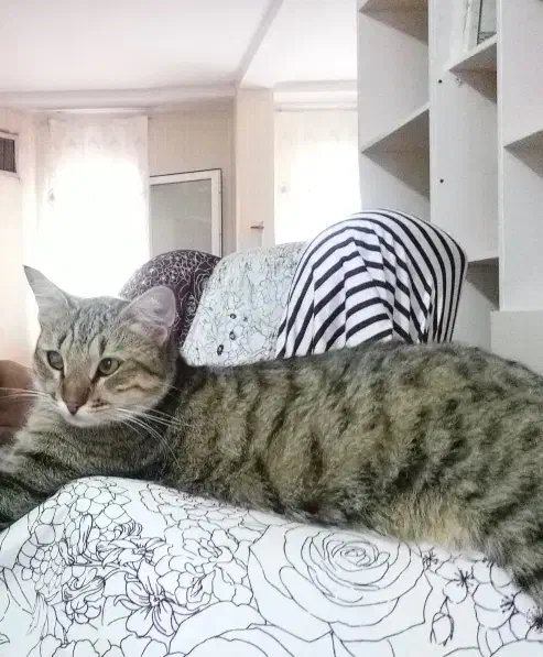 گربه گمشده بابلسر|حیوانات|بابلسر, |دیوار