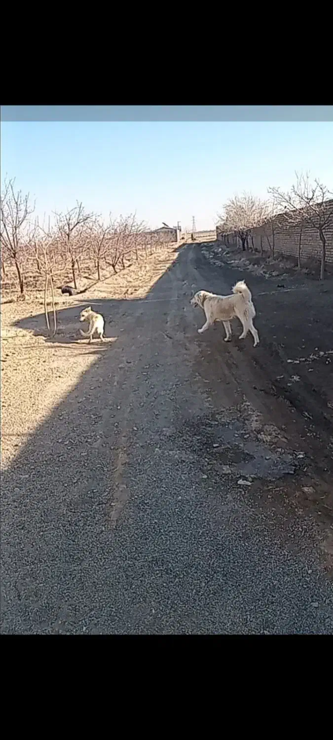 سگ گمشده|حیوانات|گلبهار, شهر جدید گلبهار|دیوار