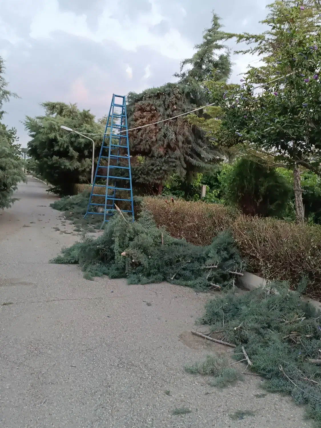 خرید چوب وبرش شاخه زنی|خدمات باغبانی و درختکاری|ارومیه, |دیوار