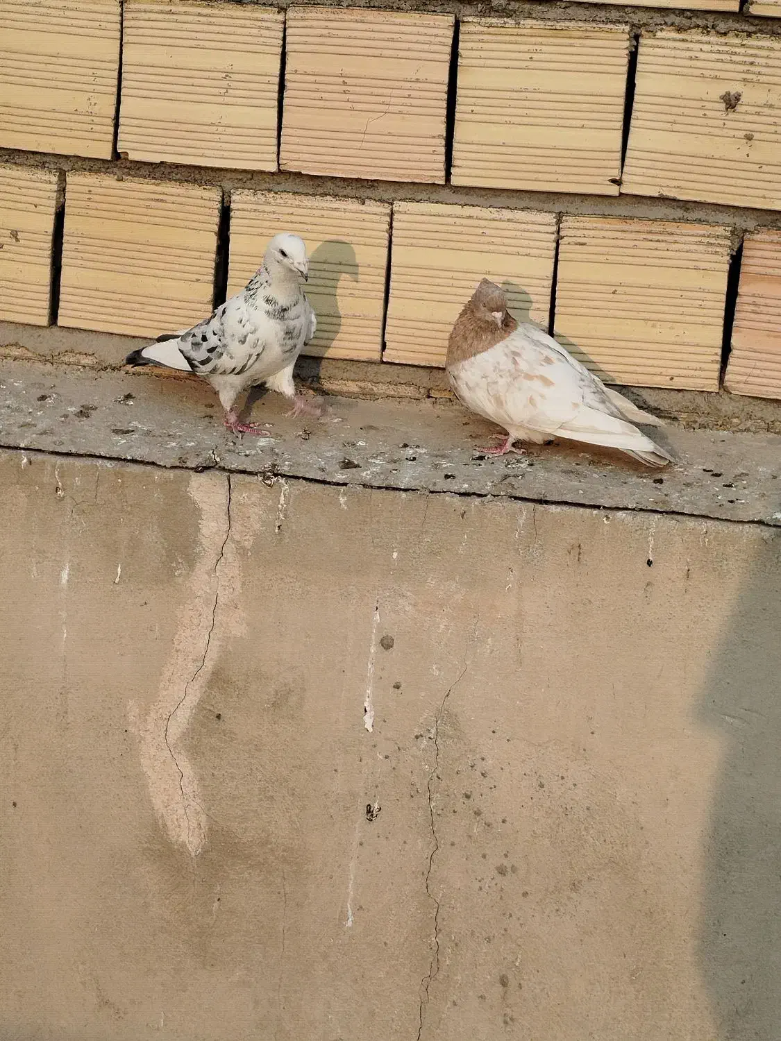 کفتر بلژیکی شهرستانی دورگ|پرنده|وحیدیه, |دیوار