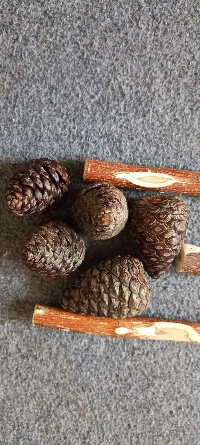 چوب طبیعی پرنده|لوازم جانبی حیوانات|فولادشهر, C8|دیوار